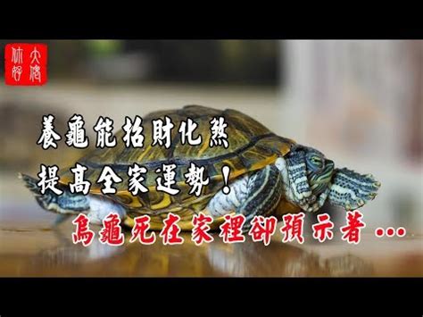 烏龜 寓意|【烏龜代表什麼】烏龜背著好運來找你！揭秘烏龜的象。